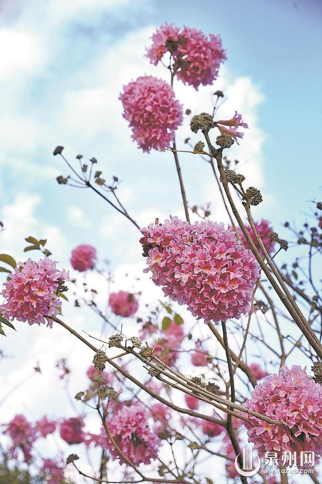 紫花风铃木盛开 解锁冬日浪漫
