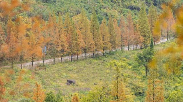 区县头条｜打卡央视同款风景！綦江古剑山水杉林迎来最佳观赏期