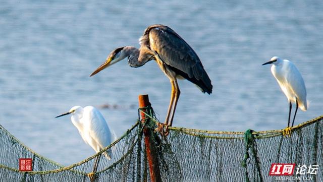 岁暖时刻丨慢享安乡珊珀湖时光：与候鸟相伴，遇见岁月静好