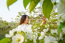 河北滦南：梨花开游人来图片