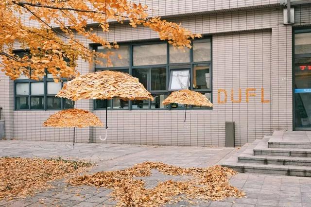 “银杏伞”火出圈！网友：不建议推广，因为我没有