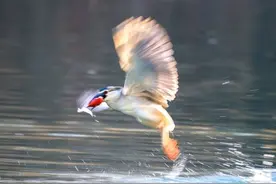 大明湖明星鸟夜鹭振翅捕鱼，梦幻瞬间太精彩图片