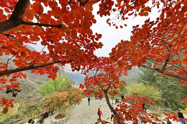 北京坡峰岭：深秋红叶醉游人