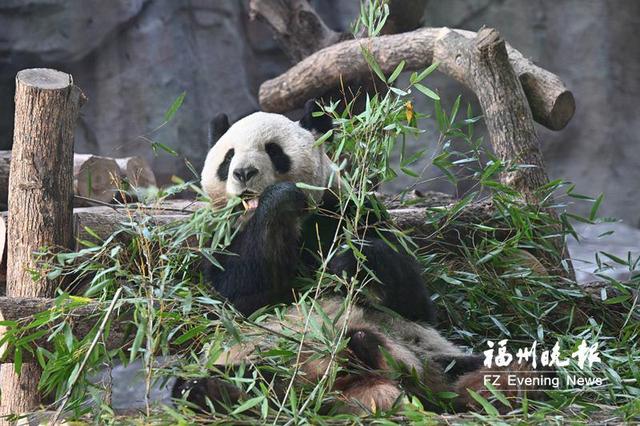 福州熊猫世界焕新开园