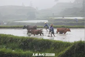 黎平：农耕文化节再现“牛耕”美景图片