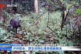 四川新闻联播丨泸州叙永：野生动物扎堆亮相画稿溪图片