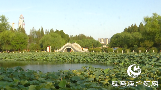 驻马店置地公园：夏荷未尽秋意显 荷塘景致引客来