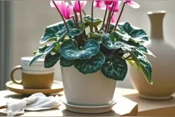 漂亮的年宵花节后怎么养护？图片