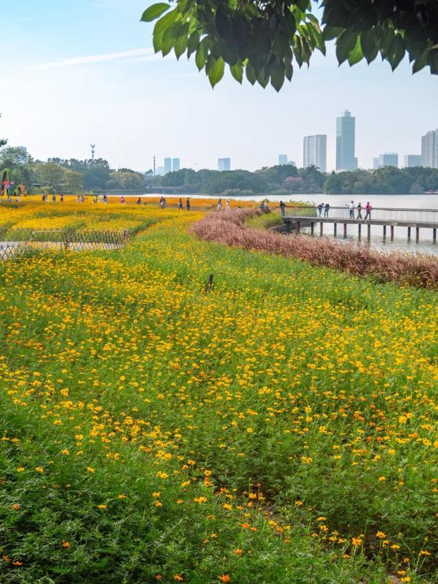 广州市区上万平方米“金色花海”，进入最佳观赏期