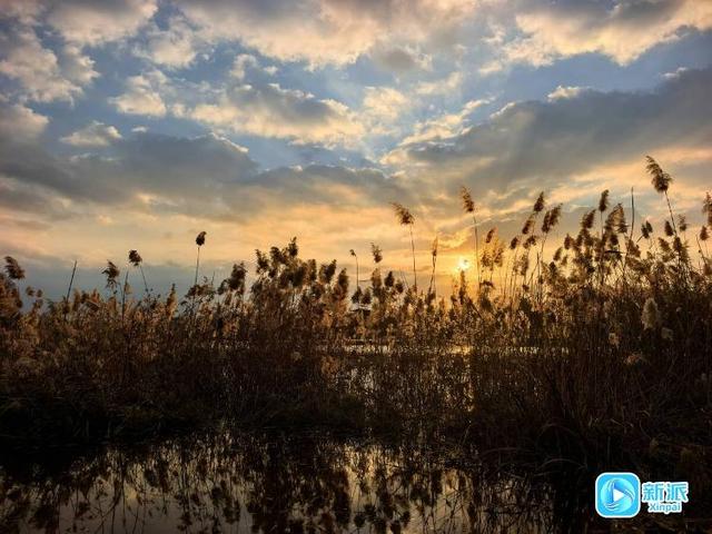 朝看芦苇夕望鸟，潍坊这里的冬日氛围感拉满！