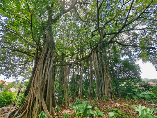 中山建成4座古树公园