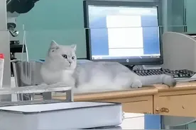 二甲医院检验科疑似出现宠物猫？卫健委回应图片