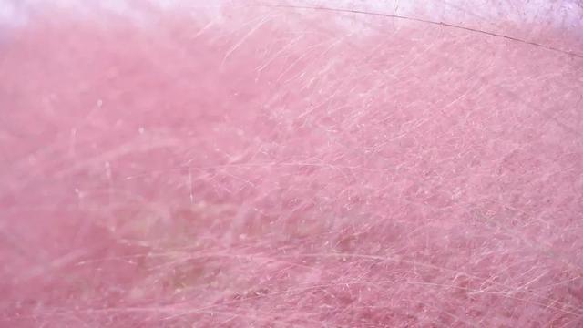 私藏！奉贤的秋，美到封神