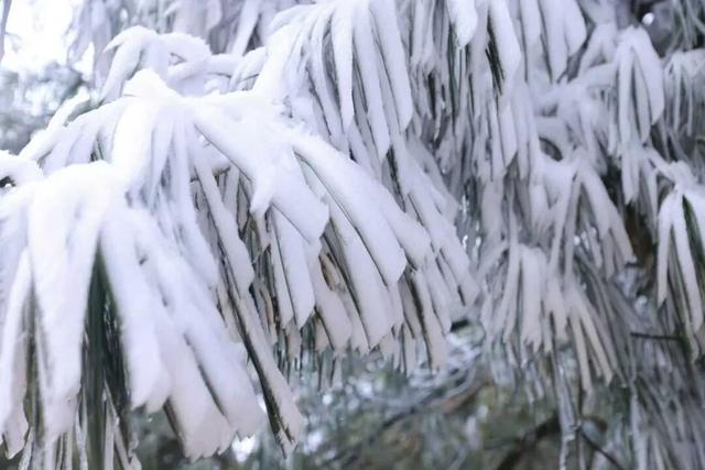 一眼沦陷！寻甸六哨的雾凇，美得像仙境~