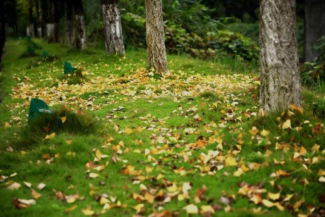 诗画冬日鹤峰：溇水波光里 银杏写诗篇