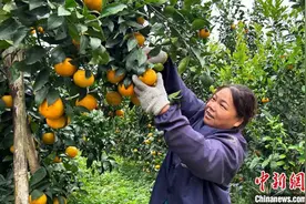 广西侨乡容县：沃柑丰收上市采摘忙图片