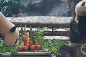 动物们的“六一”美食大餐图片