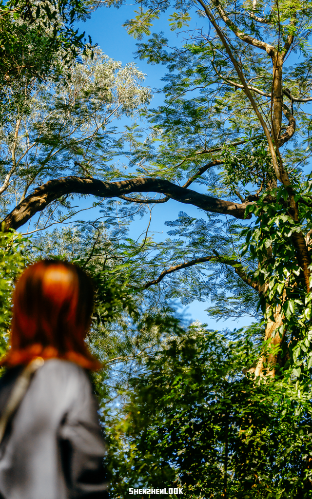 开在公园里的玻璃书房 · 深圳新安静空间