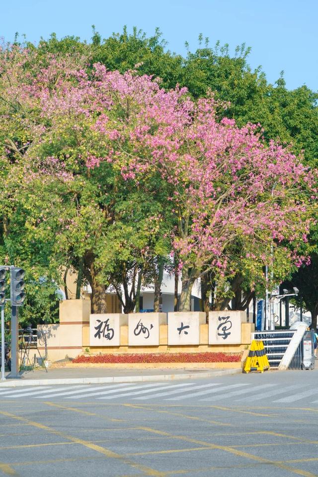 闽侯异木棉全盛登场！是谁的大学这么浪漫呀？