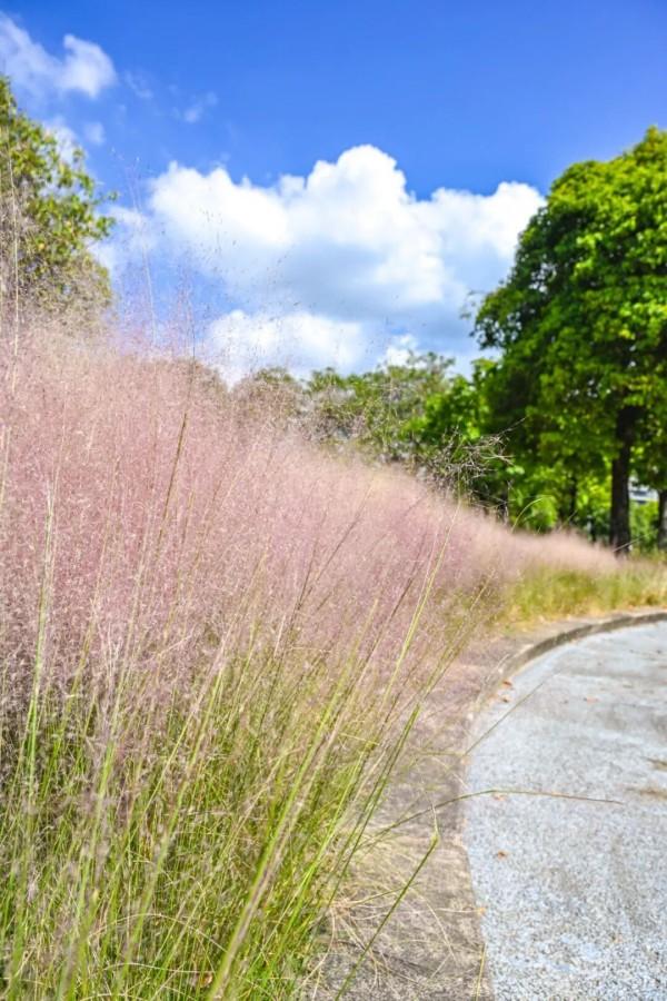 成片粉黛乱子草花海梦幻上线！这些公园火了！