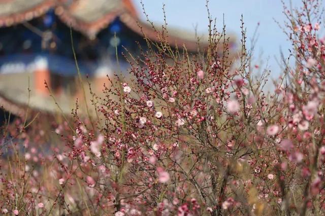 快乐“梅”烦恼！河南赏梅地图来啦！