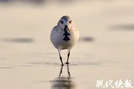 教科书里的动物，已悄悄回到我们身边图片