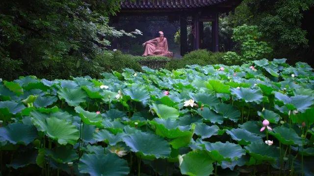 夏天，还得是苏东坡笔下眉山的夏天
