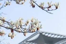 天生向上！白玉兰图片