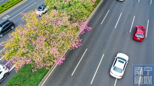 粉了粉了！让南宁街头这些“梦幻棉花糖”承包你的少女心→