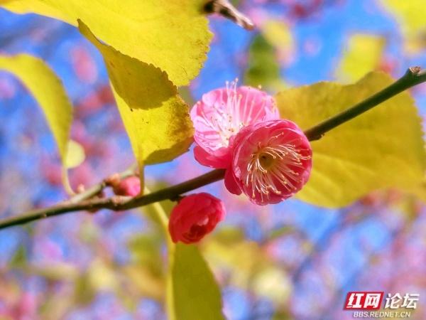 常德赏梅正当时！城区多处梅景成冬日打卡地