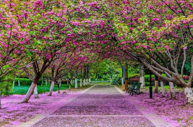 来河南这些森林秘境，把春天种进心里