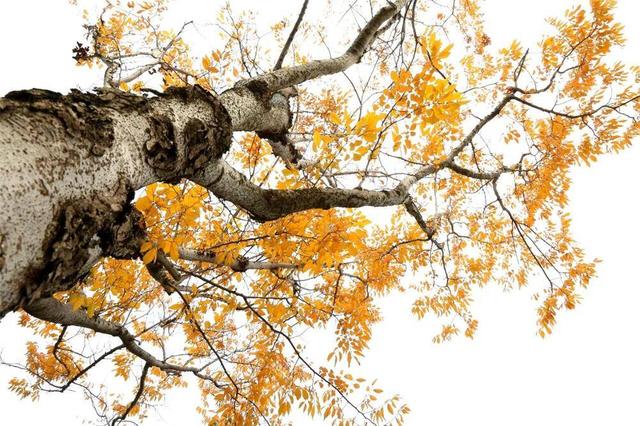 秋韵未央！来威海临港区，邂逅五彩斑斓的美！