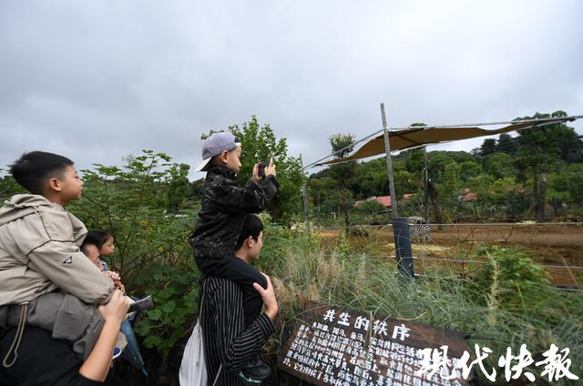 南京红山森林动物园南门新区正式开放，非洲区、唐家河展区全新亮相