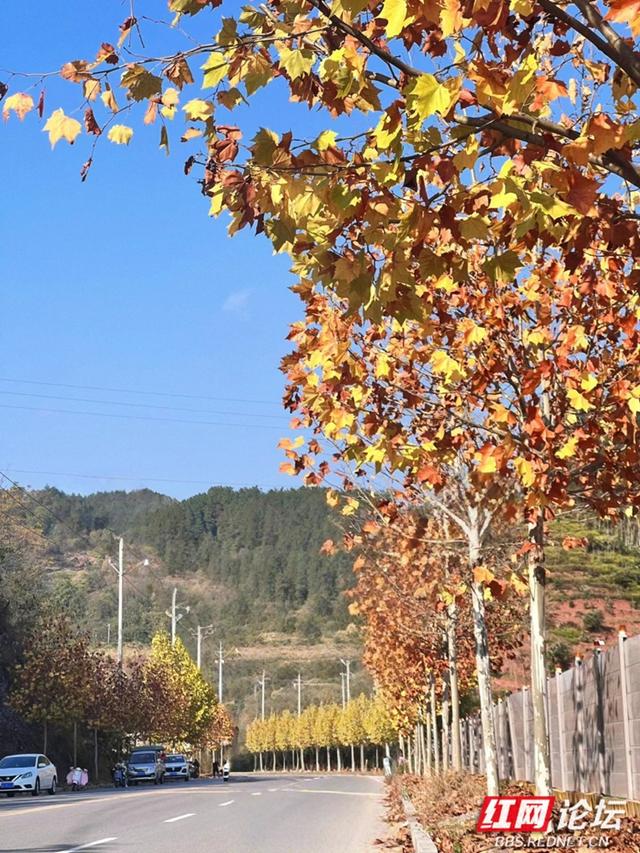 岁暖时刻丨在凤凰县环城路，我读懂了一片梧桐叶的一生