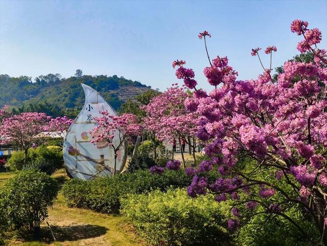 赏花撸萌宠、水果采摘、围炉煮茶……来珠海这里跨年，太精彩！