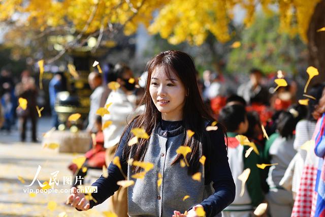 山东青岛：千年古银杏树引客来