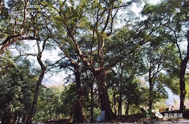 福建暖冬，又是一年好“枫”景