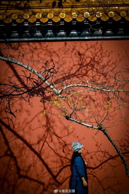 蜡梅盛开，香气袭人