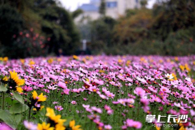 省植物园世界名花广场浪漫花海等你来打卡