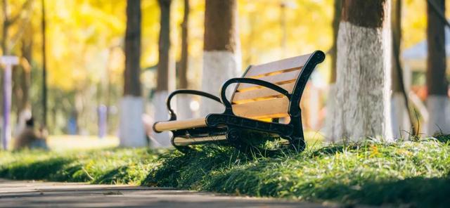 金灿灿的浓度到顶格！浙两天就是最佳观赏期