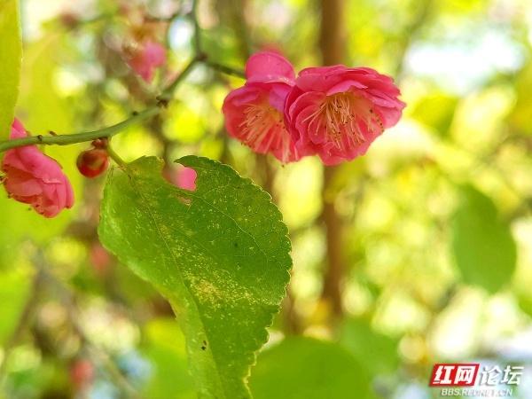 常德赏梅正当时！城区多处梅景成冬日打卡地