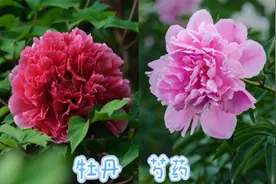 牡丹VS芍药：读懂这些区别，在菏泽赏花更有味！图片