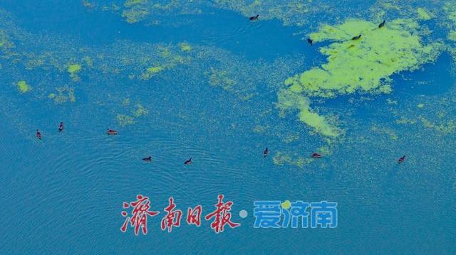 一年四季 泉在济南丨睦里闸迎来“贵客” 上百只白骨顶鸡栖息觅食成生态美景