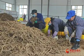 西和：药材变“药财”致富有“良方”图片
