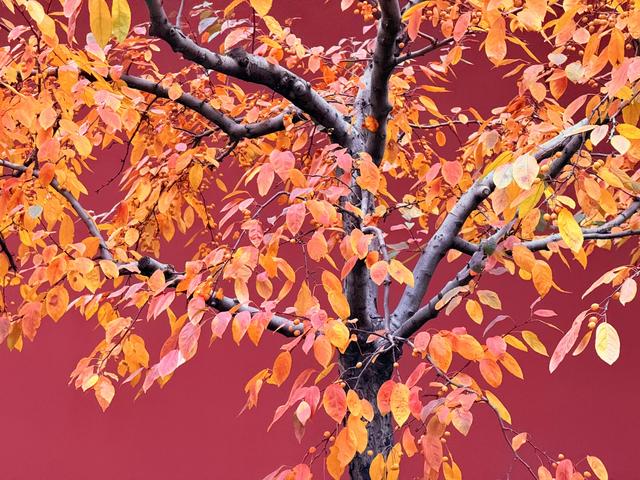 秋日清晨的北京，色彩饱和度拉满！