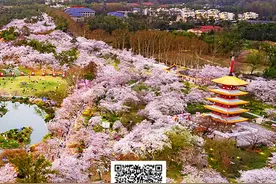 樱约世界 共建支点 期待3·19樱花之约图片
