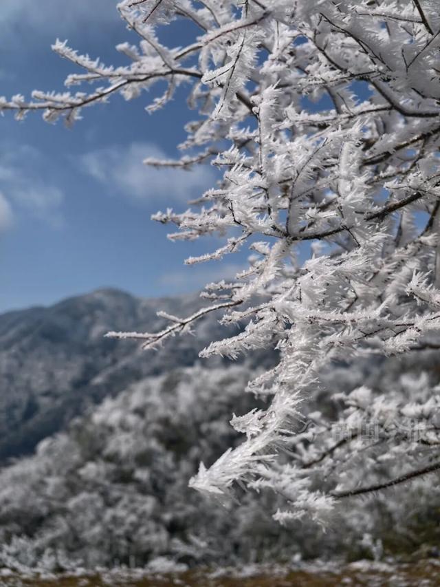 有执念！柳州这个森林公园变身“冰雪王国”，紧急封路也要走上去！