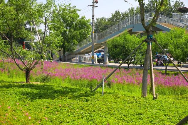 海淀区圆明园附近的“小而美”公园，您来过吗？