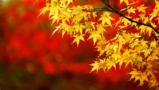 美到刷屏！栖霞山红叶进入“颜值巅峰期”