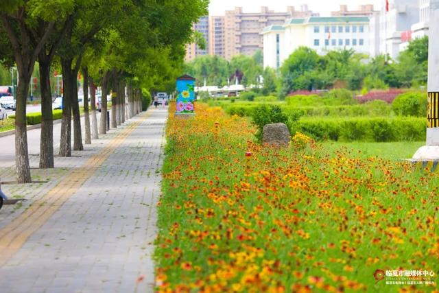 临夏市：一座把“浪漫”写进马路牙子的城市